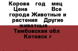 Корова 1 год 4 мец › Цена ­ 27 000 - Все города Животные и растения » Другие животные   . Тамбовская обл.,Котовск г.